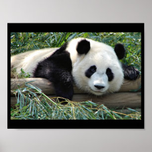 Poster do urso de panda