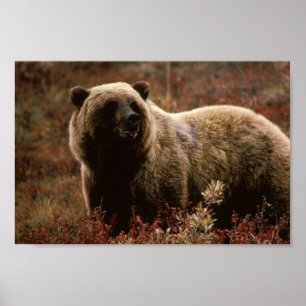 Poster do urso de urso