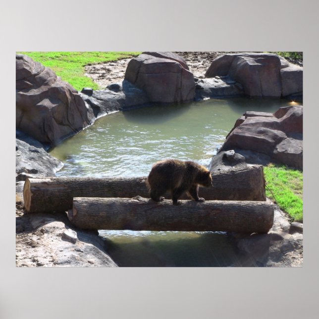 Poster do Urso Grizzly (Frente)