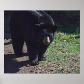 Poster do Urso Negro