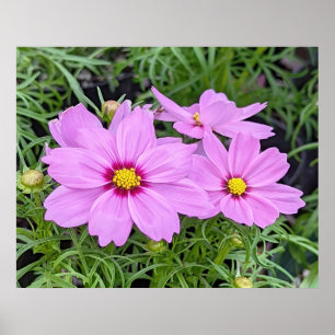 Poster do ventilador do Cosmos Rosa