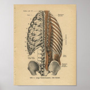 Poster Do vintage 1888 do alemão da anatomia do impress