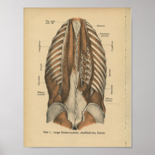 Pôster Do vintage 1888 do alemão da anatomia do impress