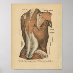 Pôster Do vintage 1888 do alemão da anatomia do impress