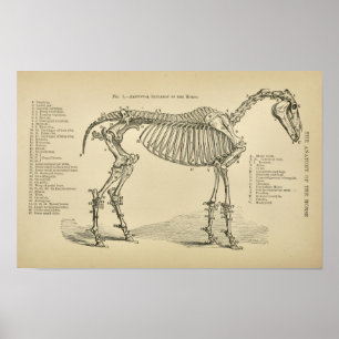 Poster Do vintage de esqueleto da anatomia do cavalo