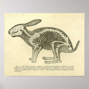 Pôster Do vintage de esqueleto da anatomia do coelho