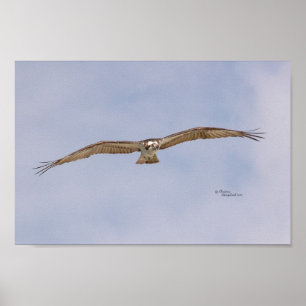 Poster do vôo do pássaro do Osprey