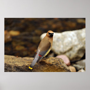 Poster do Waxwing de cedro