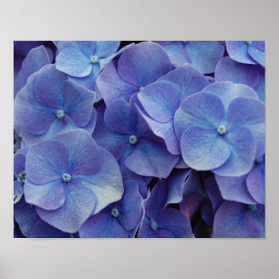 Poster do zumbido do Hydrangea