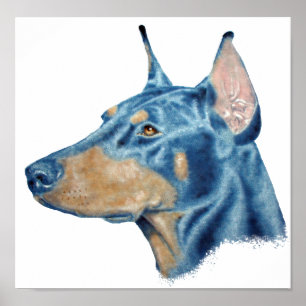 Pôster Doberman
