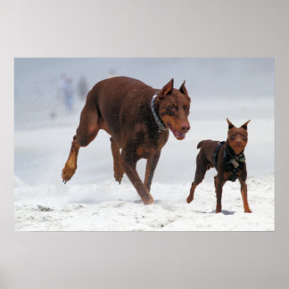 Pôster Doberman e Min Pin - OLHA! Um Mini Eu!
