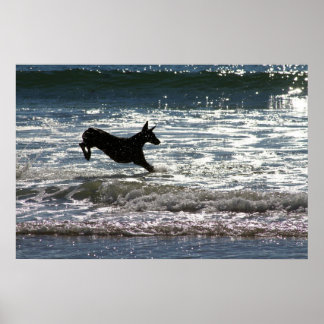 Pôster Doberman - Negro - Salto Oceano