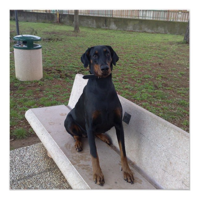 Pôster doberman pincher sentado (Frente)
