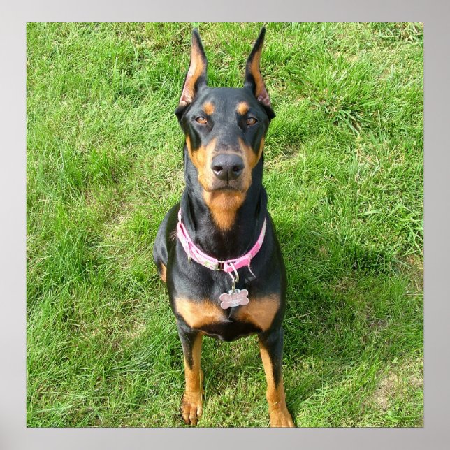 Poster Doberman Pinscher (Frente)