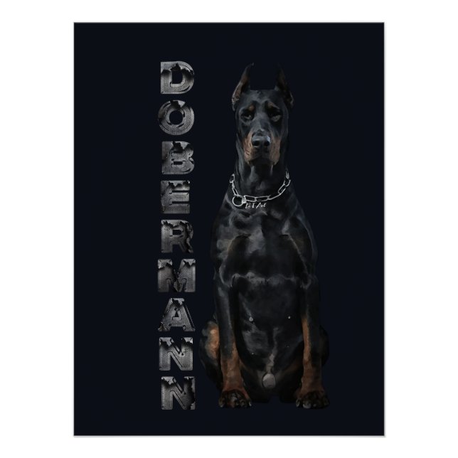 Pôster Doberman Pinscher Poster (Frente)