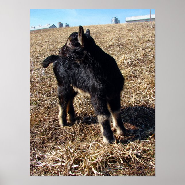 Poster Dobie (Frente)