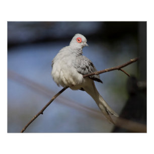 Pôster Doce Bela Doente de Diamante