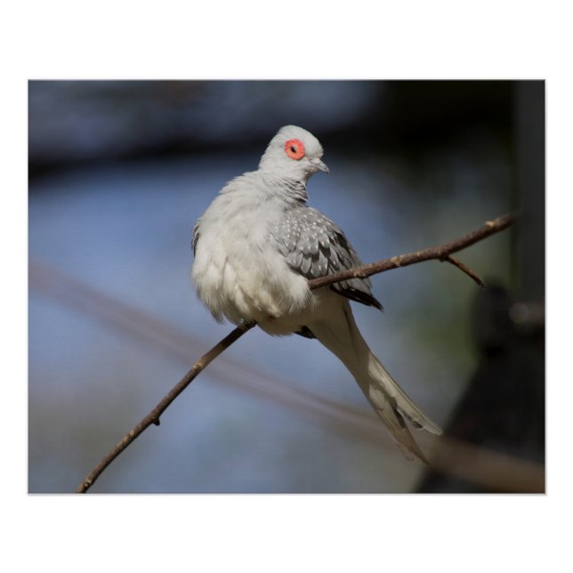 Pôster Doce Bela Doente de Diamante (Frente)