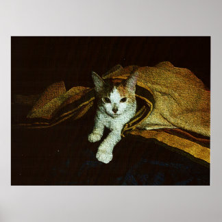 Poster Doce como um gatinho