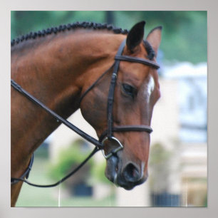 Poster doce do cavalo de Morgan