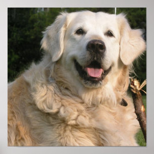 Poster doce do golden retriever