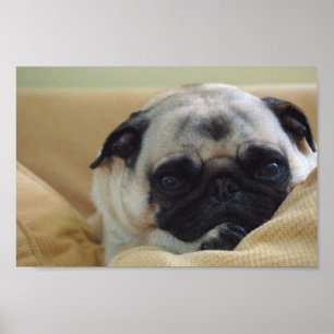 Poster doce do Pug