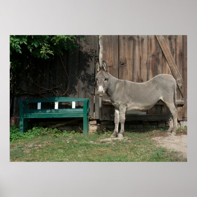 Poster Doce Donkey No Jardim (Frente)