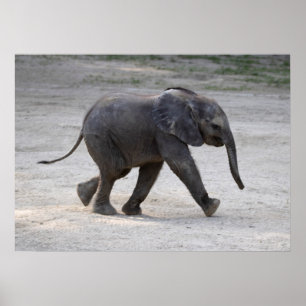 Poster Doce Elefante De Bebê Kibali