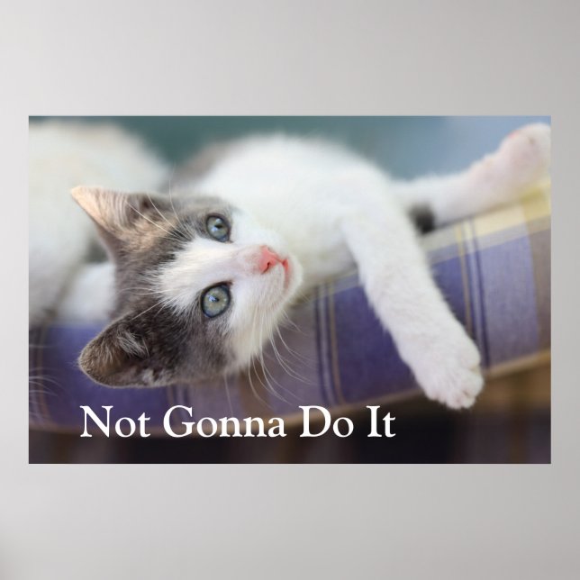 Pôster Doce Gatinho Na Xadrez Da Cama (Frente)