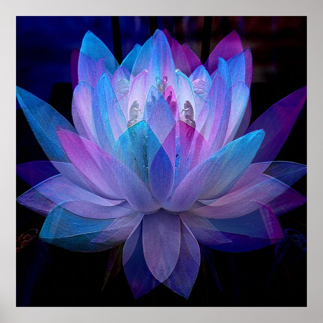 Poster Doce Lotus.... (Frente)