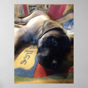 Poster Doce Mastiff Puppy