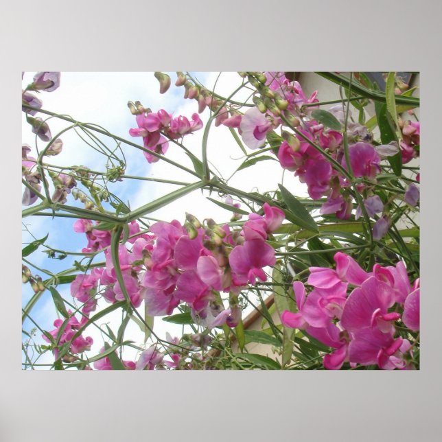 Pôster doçura (Frente)