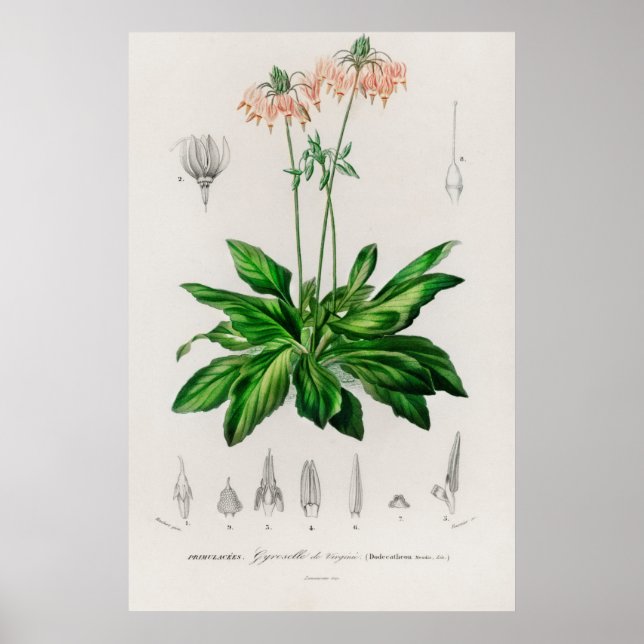 Poster Dodecatheon meadia (Frente)
