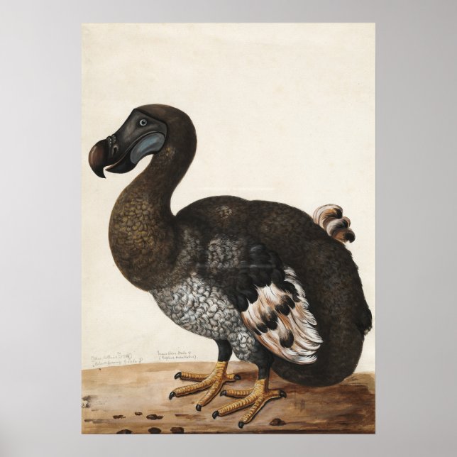 Poster Dodo Bird Vintage (Frente)