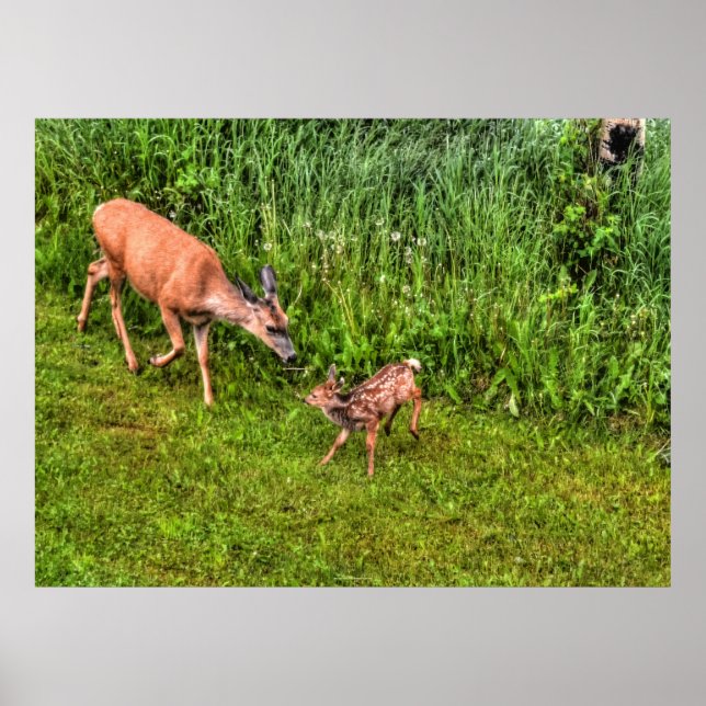 Pôster Doe Female Deer and Fawn on Grass Wildlife Photo (Frente)