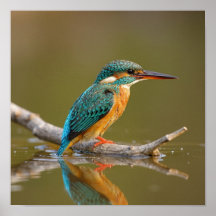 Doente Kingfisher em Branch - Riverbank Wildlife