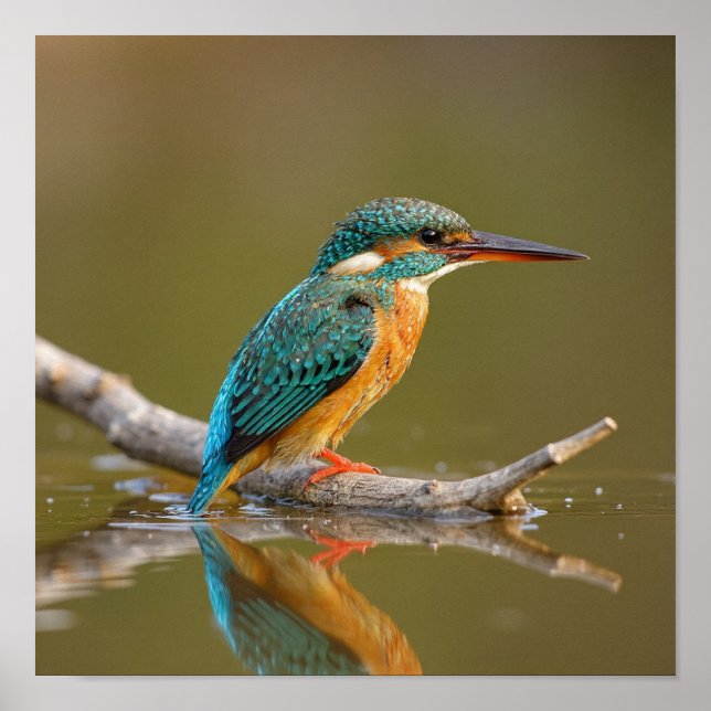 Poster Doente Kingfisher em Branch - Riverbank Wildlife (Frente)