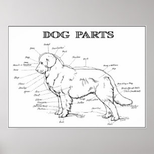 POSTER DOG ANATOMY 1919