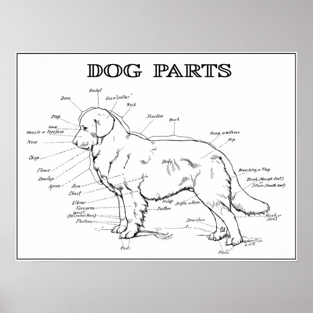POSTER DOG ANATOMY 1919 (Frente)