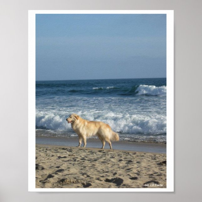 Poster Dog At The Beach (Frente)