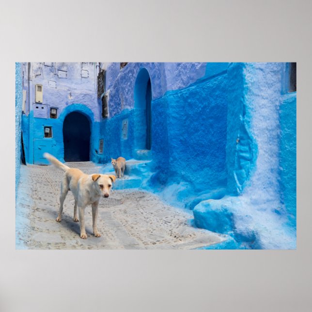 Poster Dog in the Blue City (Frente)