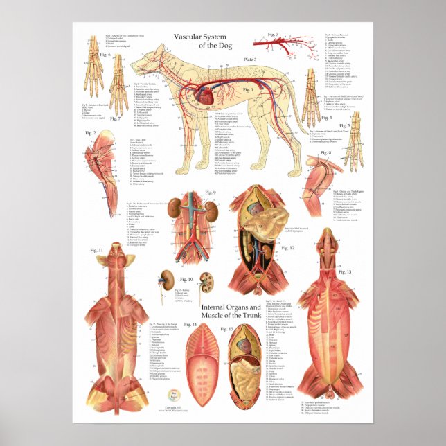 Poster Dog Muscles Arteries Anatomy Chart (Frente)