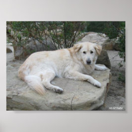 Poster Dog Resting On A Rock