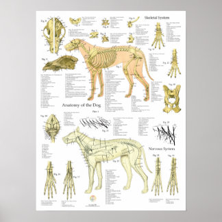 Poster Dog Skeletal Nerves Anatomy Chart