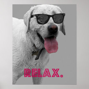 Pôster Dog wearing sunglasses, relax