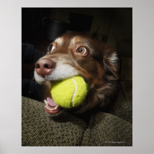 Pôster Dog with Tennis Ball