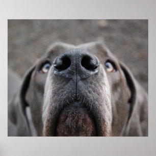 Pôster Doggenposter "Nase"