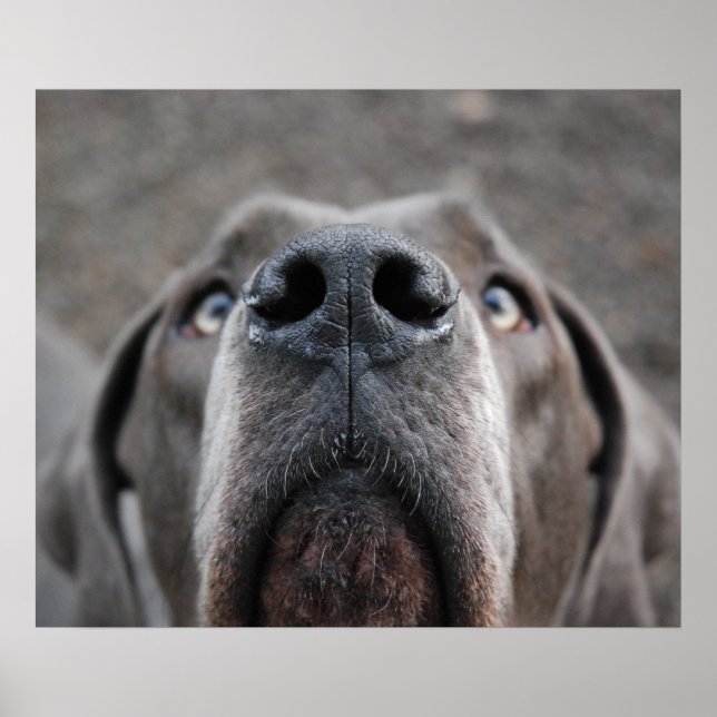 Pôster Doggenposter "Nase" (Frente)