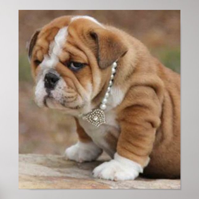 Pôster Doggy McDogface English Bulldog (Frente)