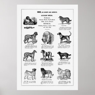 Poster Dogs Breeds